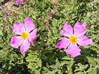 Cistus creticus subsp Creticus (fam Cistacees) (Europe meridionale, Afr. du nord-ouest) (2) (Photo F. Mrugala)